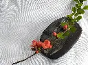 IMG_20250409_094652.webp