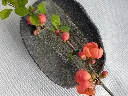 IMG_20250409_094730.webp