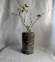 Log Vase