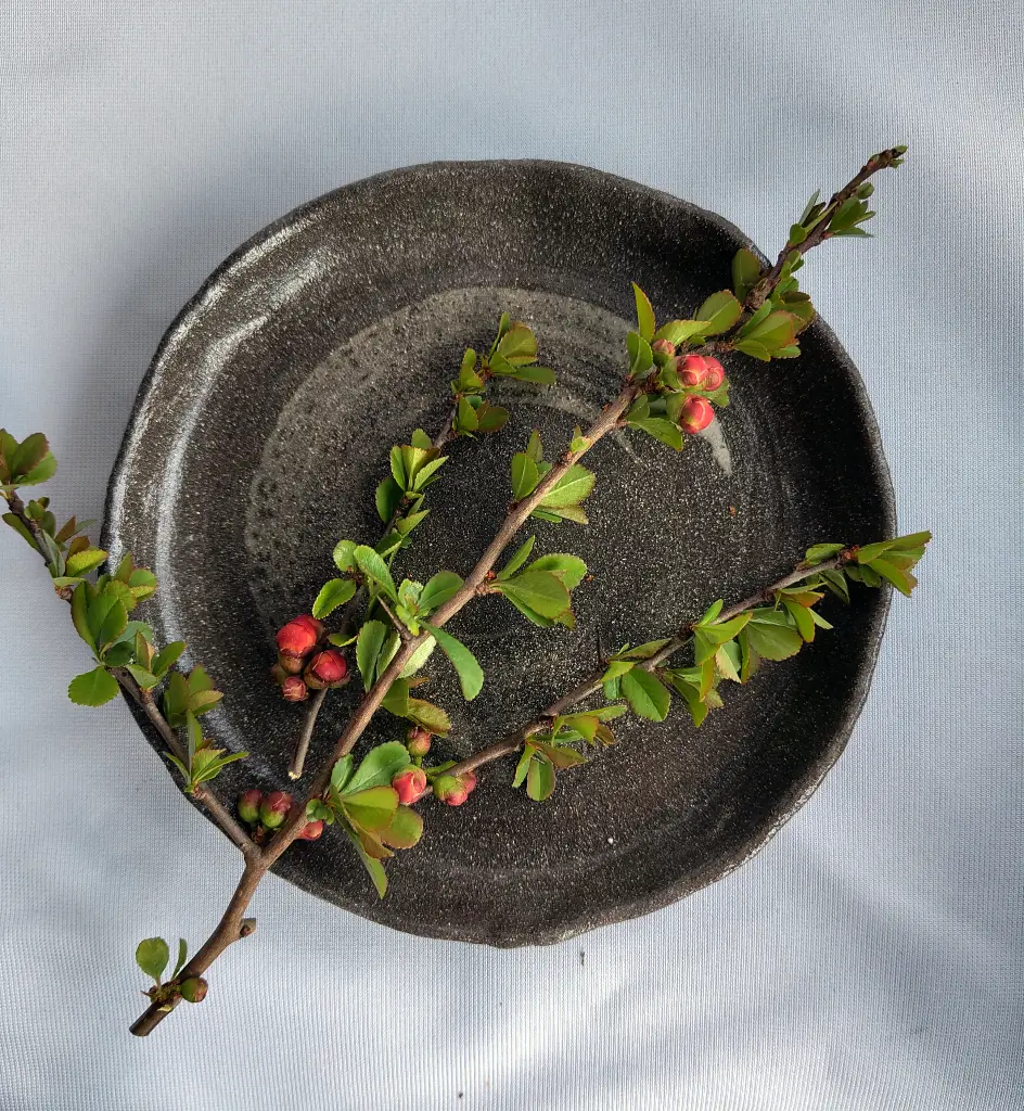 Enso Plate