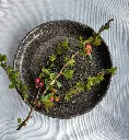 Enso Plate