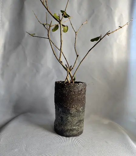 Log Vase